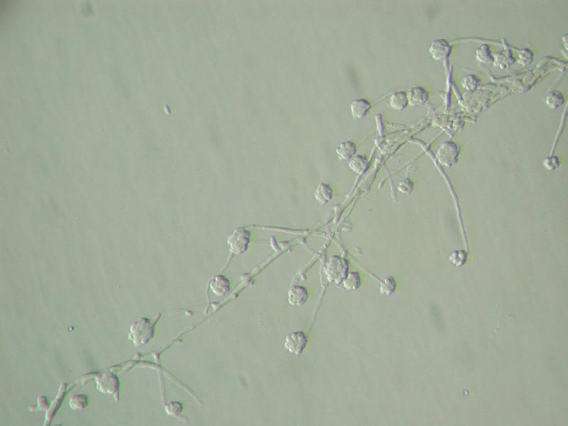 macrostoma