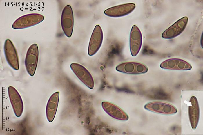 macrostoma