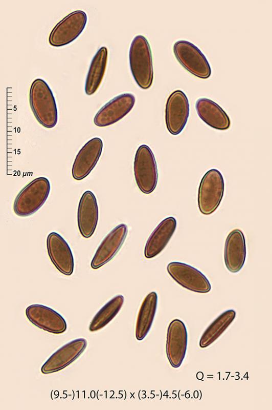 macrostoma