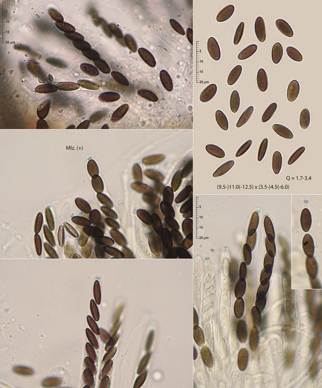 macrostoma