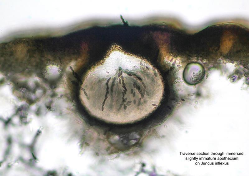 macrostoma