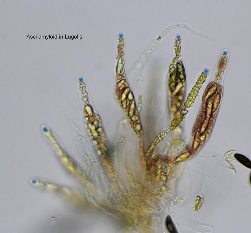 macrostoma