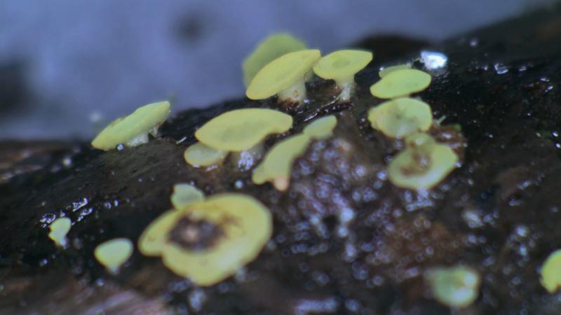 macrostoma