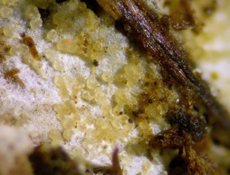 macrostoma