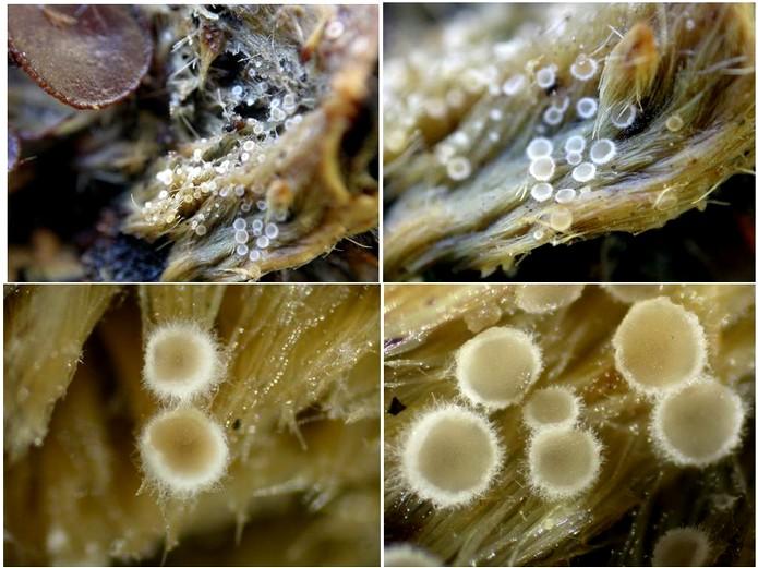 macrostoma