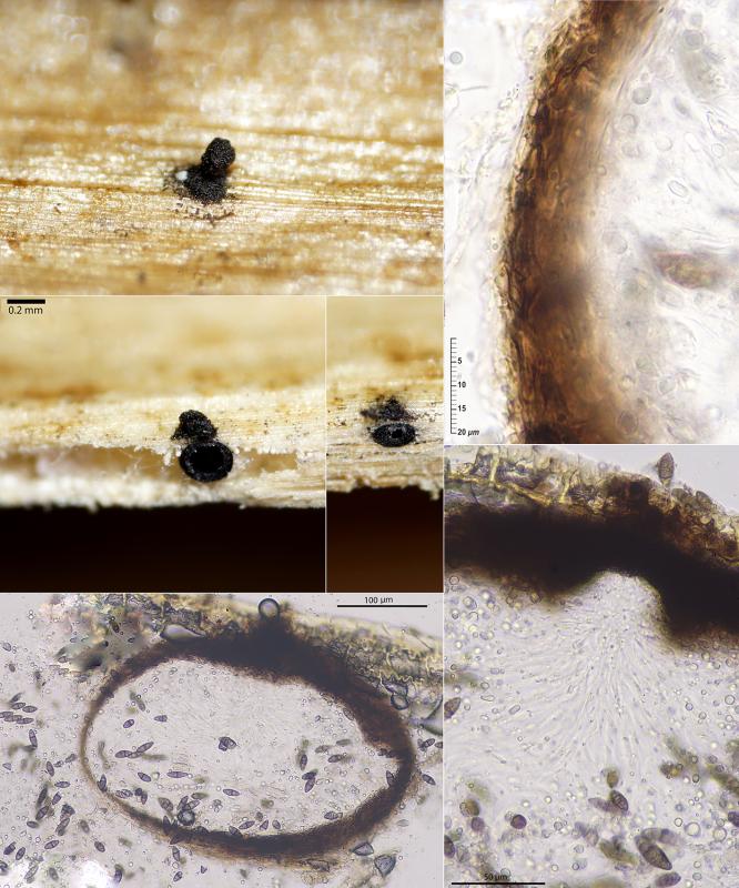 macrostoma