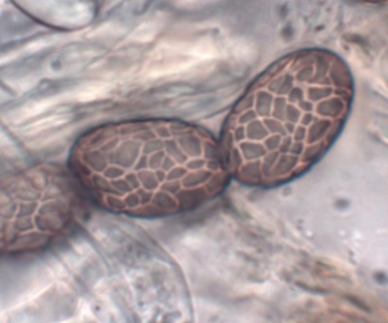 macrostoma