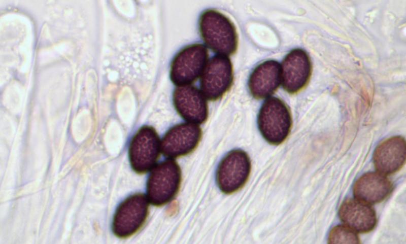 macrostoma