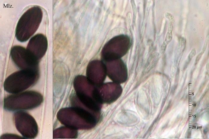 macrostoma
