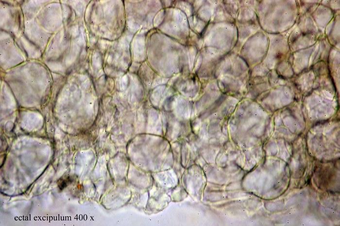 macrostoma