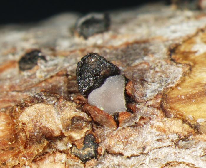 macrostoma