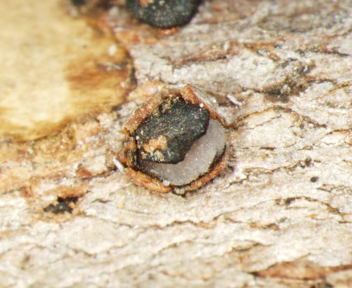 macrostoma
