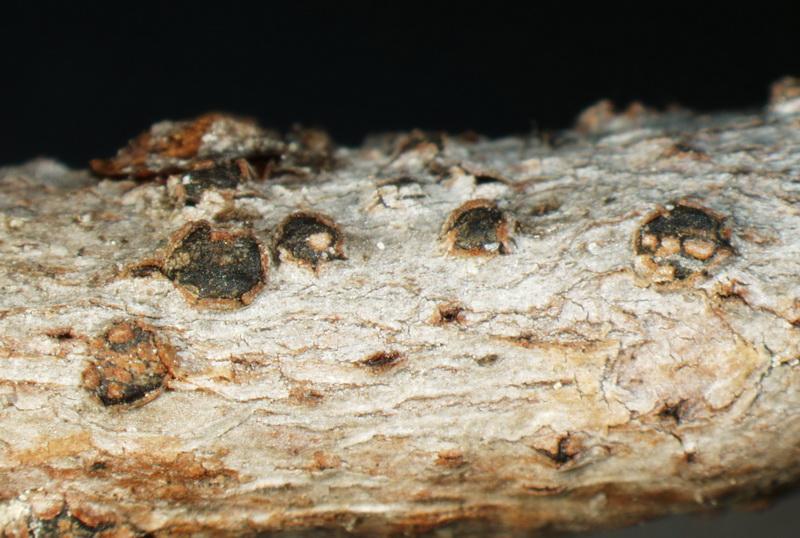 macrostoma