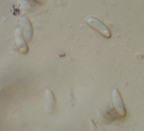 macrostoma