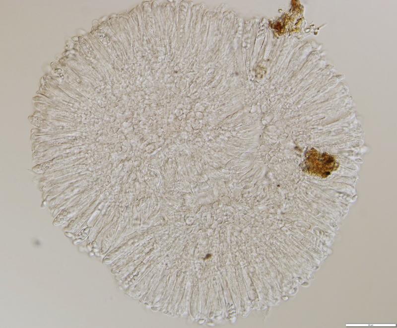macrostoma