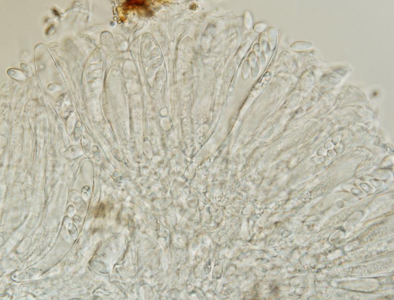 macrostoma