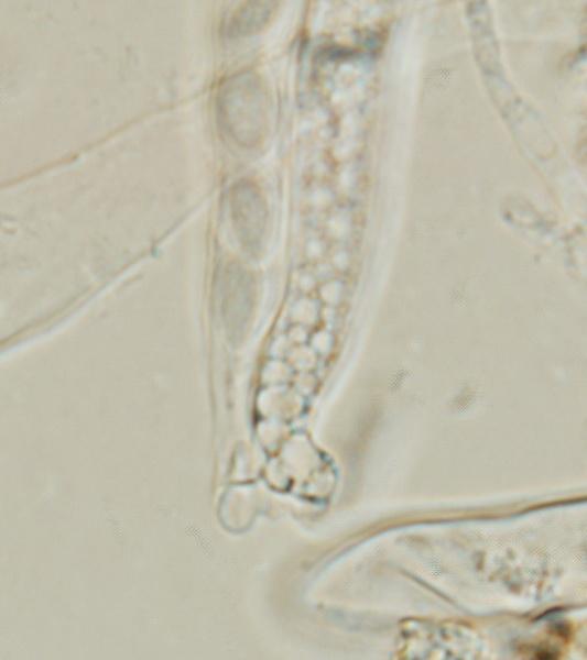 macrostoma