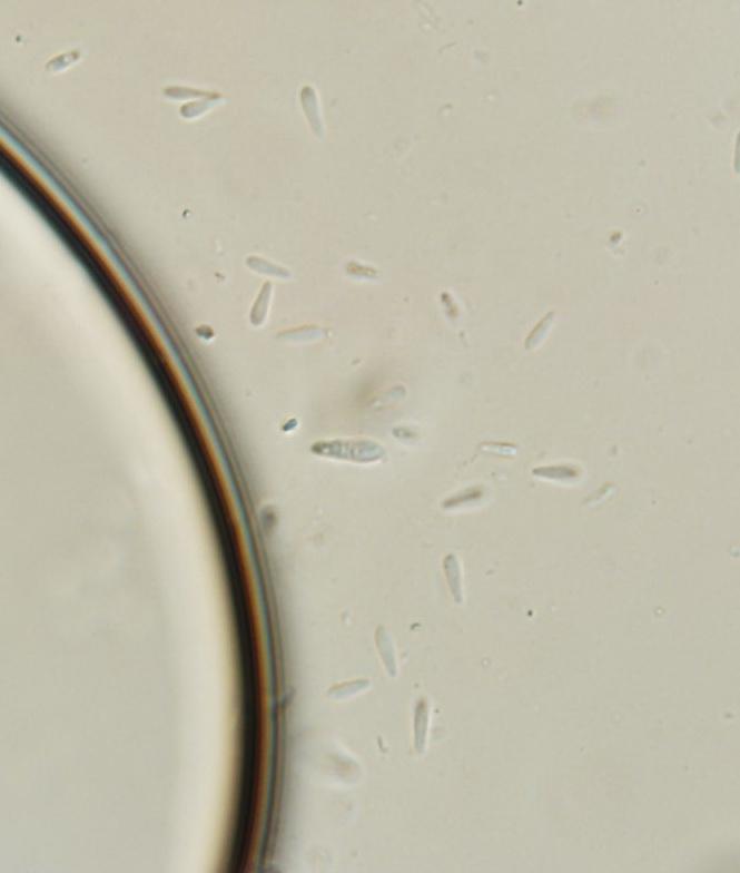 macrostoma