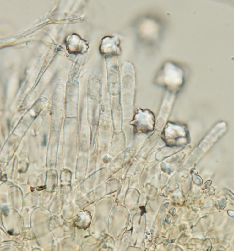 macrostoma