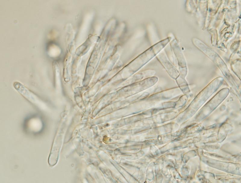 macrostoma