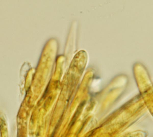 macrostoma