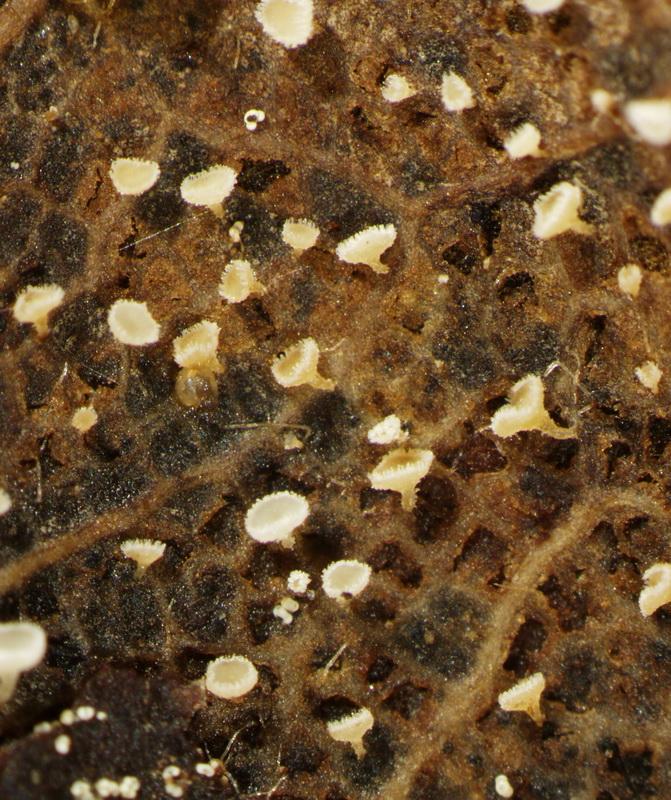 macrostoma