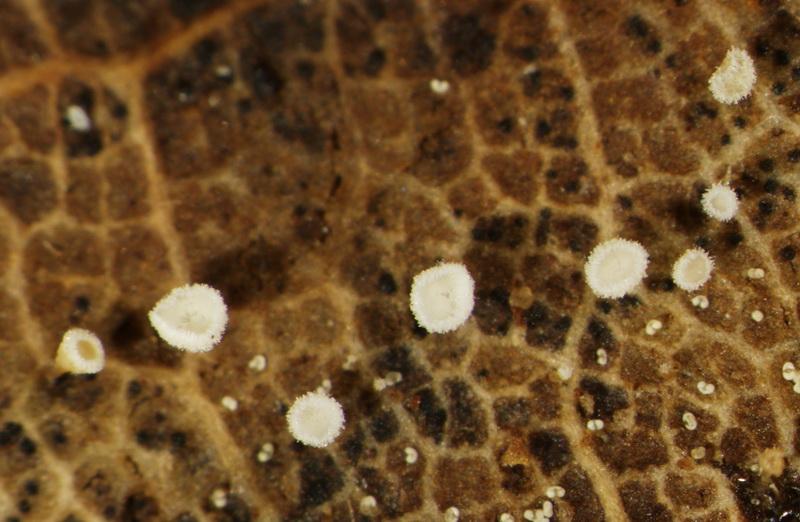 macrostoma