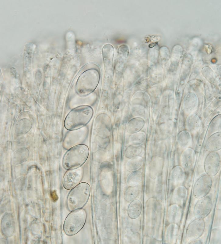 macrostoma
