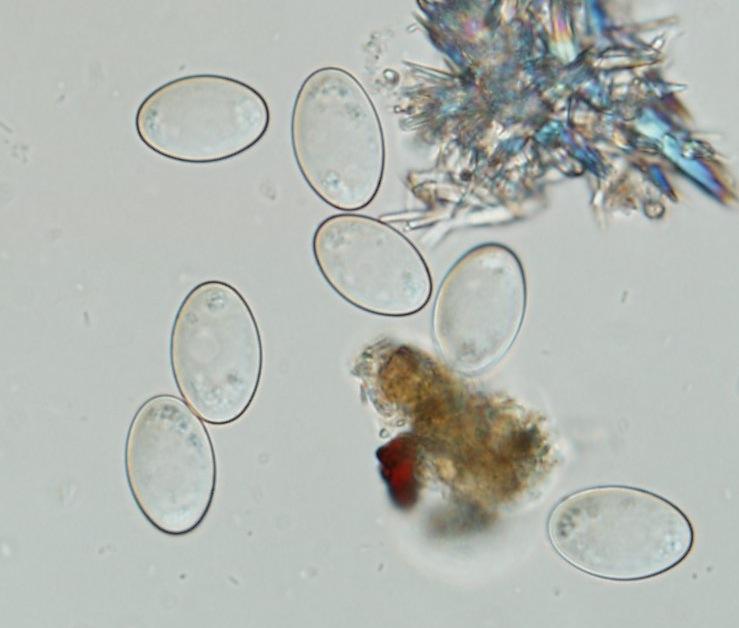 macrostoma