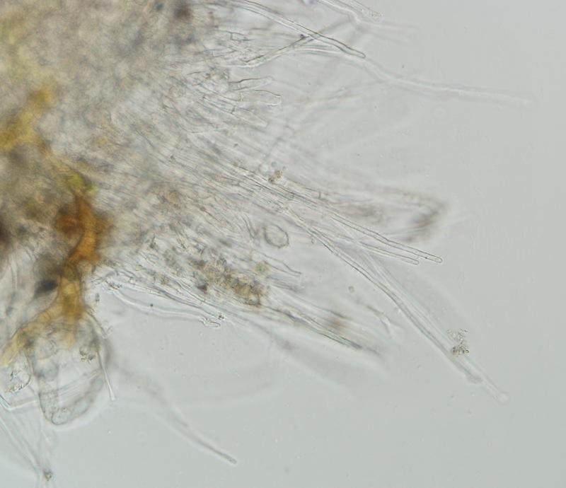 macrostoma
