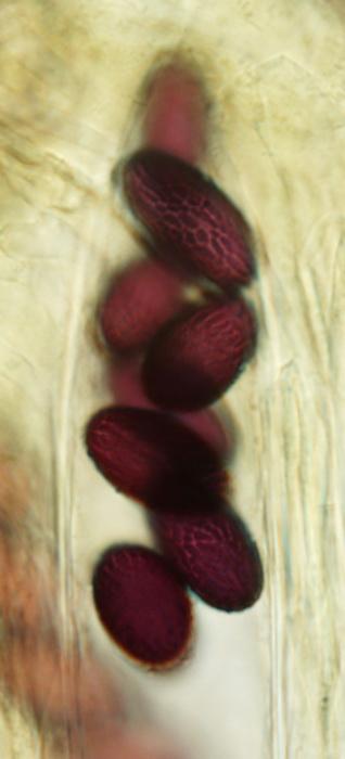macrostoma