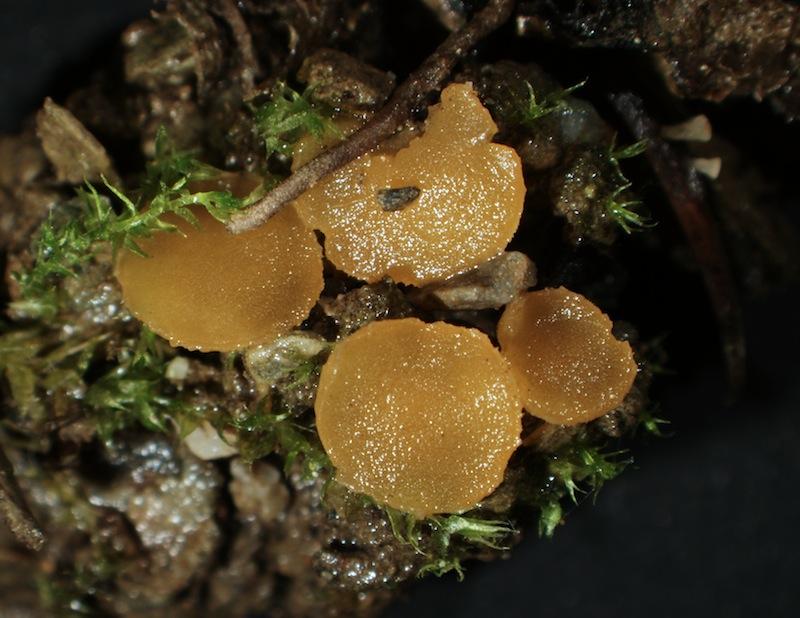 macrostoma