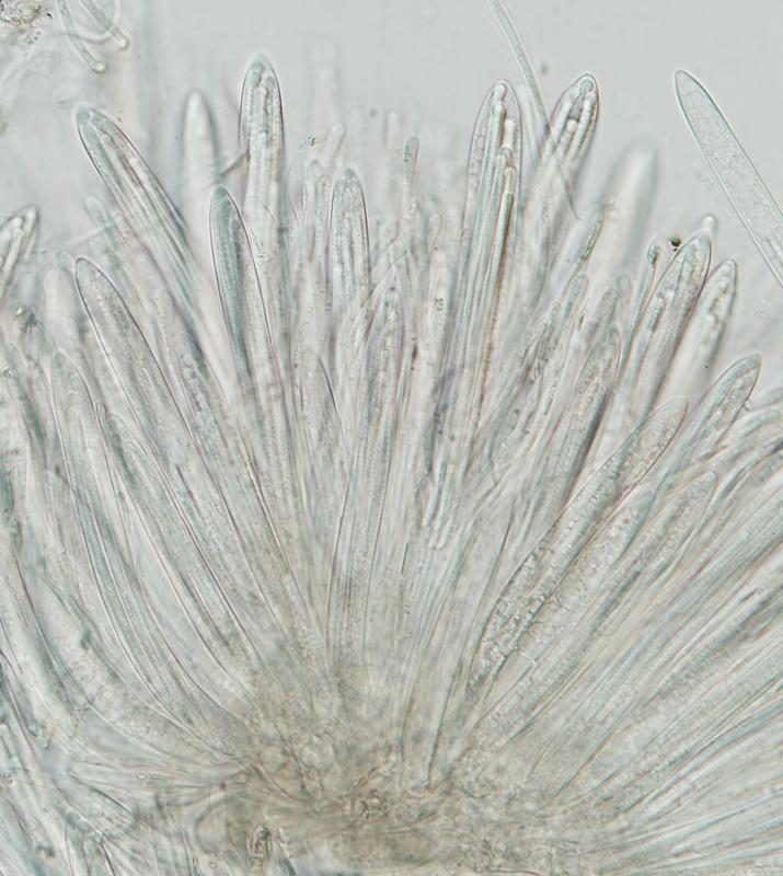 macrostoma