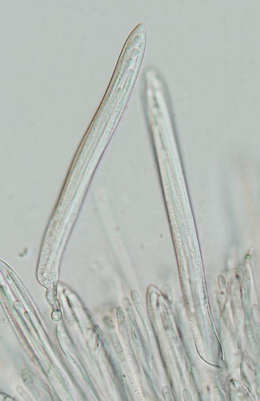 macrostoma