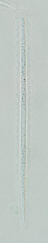 macrostoma