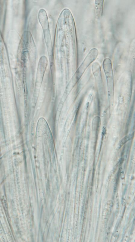 macrostoma