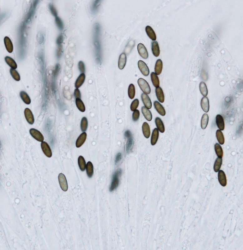 macrostoma