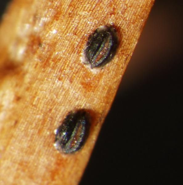 macrostoma