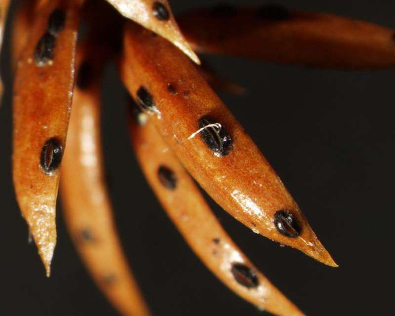 macrostoma
