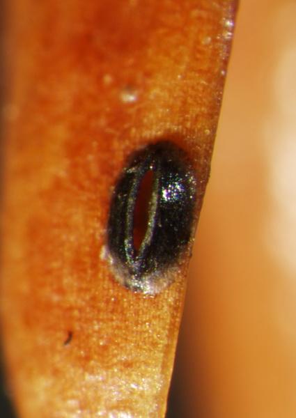 macrostoma