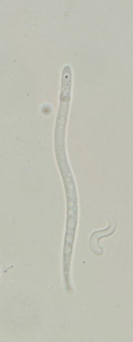 macrostoma