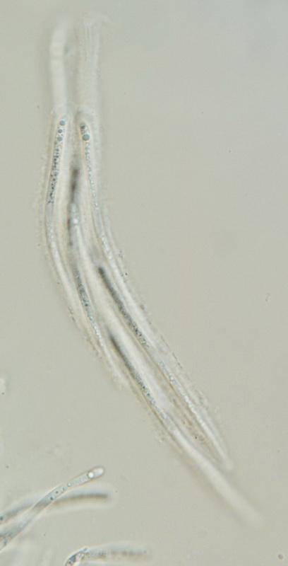 macrostoma