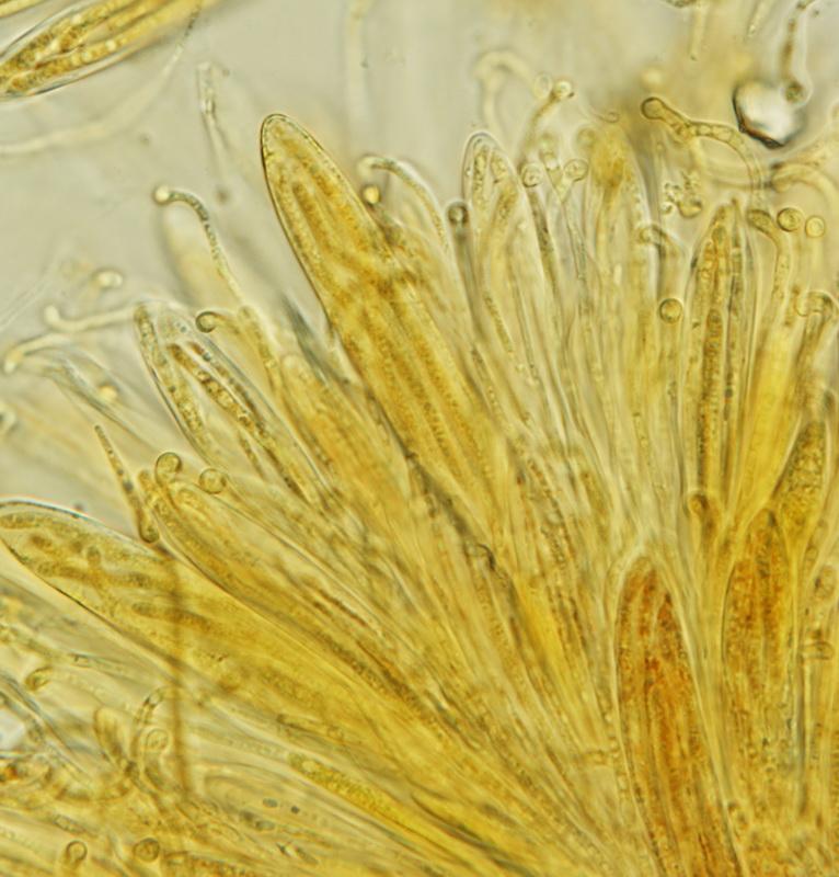 macrostoma