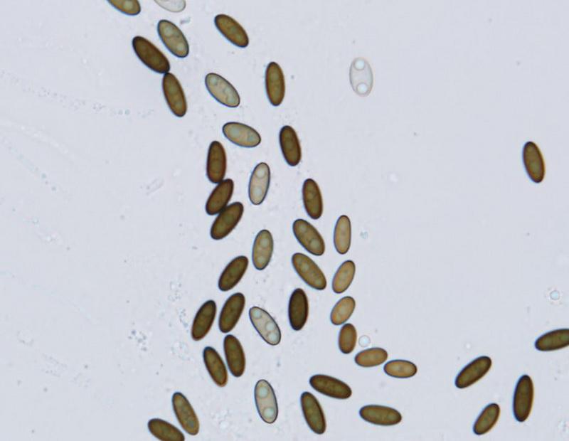 macrostoma