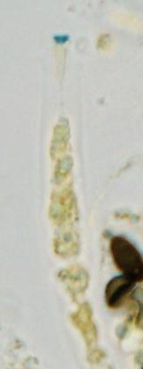 macrostoma