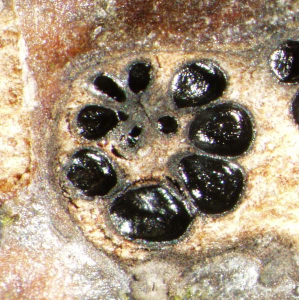 macrostoma