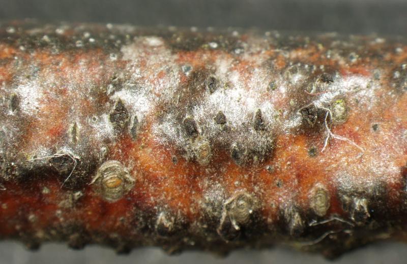 macrostoma