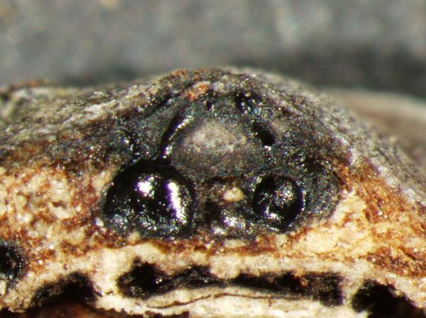 macrostoma