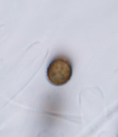 macrostoma