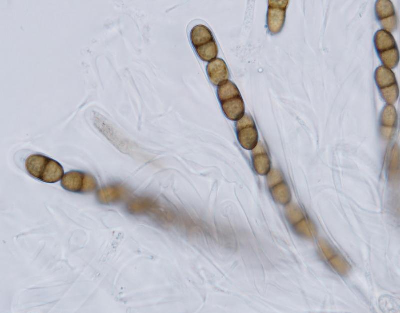macrostoma